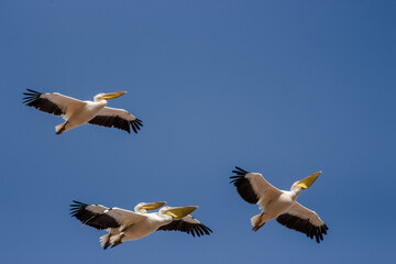 flying pelicans in a group and single