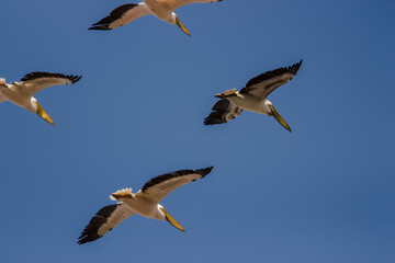 flying pelicans in a group and single