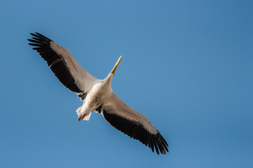 Fototapeta na wymiar flying pelicans in a group and single