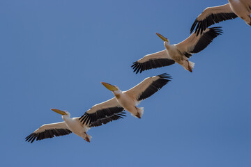flying pelicans in a group and single
