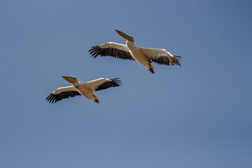 flying pelicans in a group and single