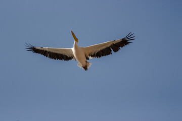 flying pelicans in a group and single