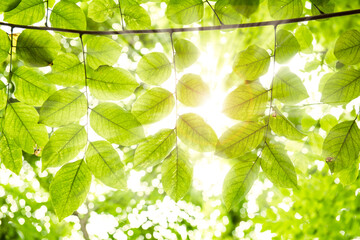 Nature composition ,Sun rays shining through trees ,nature background