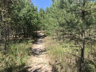 A spruce forest. Inside pine tree forest / coniferous forest.