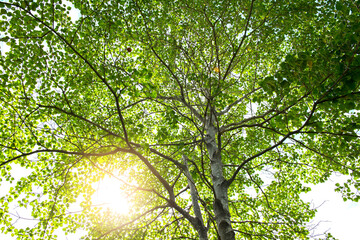 Sun rays of light through green tree, nature background