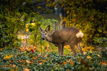 Reh am Wiener Zentralfriedhof, Wien, Österreich