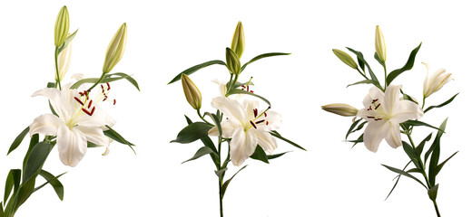 Isolated branch of Lílium candidum (snow-white Lily) with blooming flowers in different angles on a white background