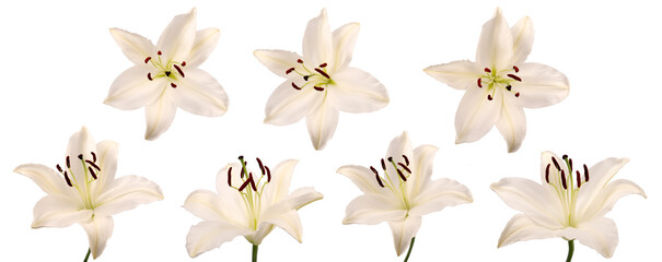 Fototapeta na wymiar Isolated flower of the open Lílium candídum (snow-white Lily) in the top view in various angles on a white background