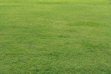 Close-up of green grass background texture