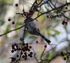 Long tailed tit perched in a tree with autumn berries