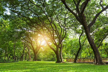 Sun rays of light through green tree, nature background