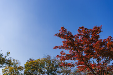 東京都港区南麻布の公園の秋の風景