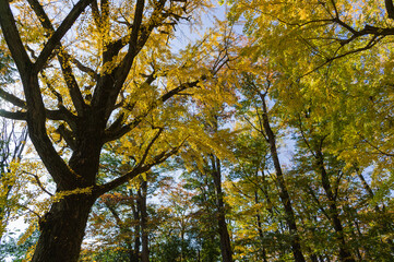 Fototapeta premium 東京都港区南麻布の公園の秋の風景