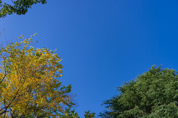 東京都港区南麻布の公園の秋の風景