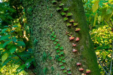 東京都新宿区にある公園の秋の景色