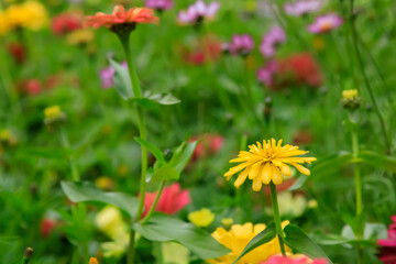 秋の東京の黄色い花と花畑