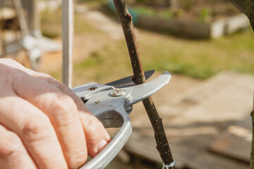 Spring pruning of fruit trees in the garden. Spring. Work in the village.