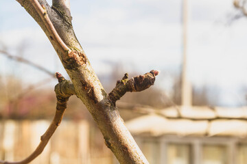 Nodules, thickening of the bud of Apple. Diseases of garden fruit trees.