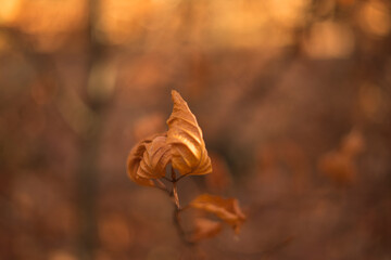 dry yellow leaf