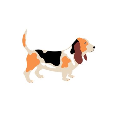 Vector cute basset hound. Dog breeds. Doodle illustration isolated on white background
