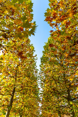 東京都新宿区にある公園の秋の景色