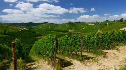 Fototapeta na wymiar Vineyard in Langhe - Piedmont - Italy