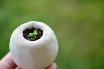 Mother of thousands miniature crystal terrarium! Adorable little succulent garden, fairy garden decor. Amazonite crystal chips, and polished clear quartz. Cute succulent display, witchy gardening. 