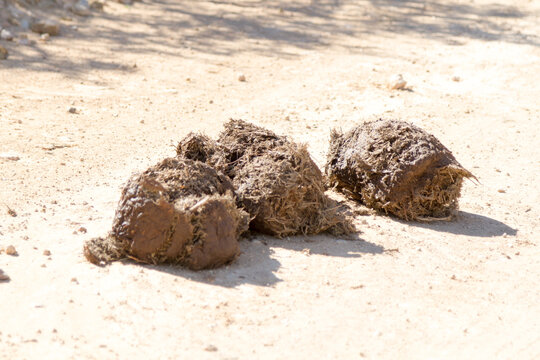 Addo Elephant National Park: close up of elephant dung showing hoew much undigested food matter remains