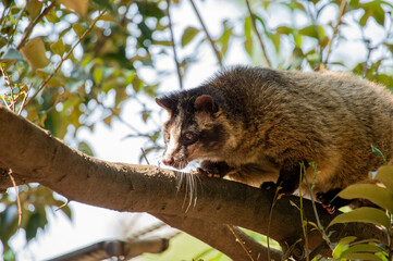 枝を渡るハクビシン