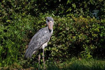 じっとこちらの様子を伺うハシビロコウ