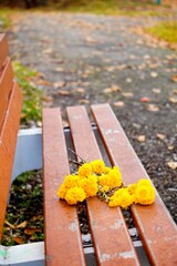 yellow chrysanthemums lie on a bench in an autumn park