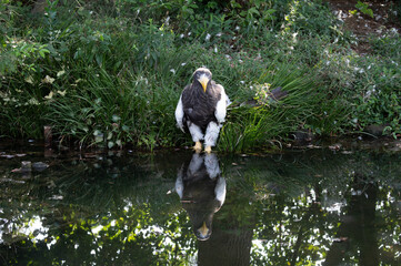 水面に反射するオオワシ