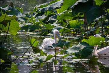 池を泳ぐペリカン