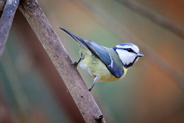 Blue Tit