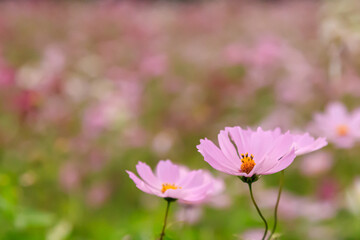 Fototapeta premium 秋の東京のコスモスの花とコスモス畑