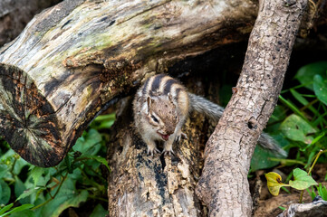 枝の間のシマリス