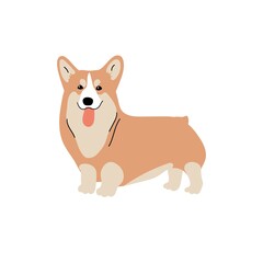 Vector cute corgi. Dog breeds. Doodle illustration isolated on white background