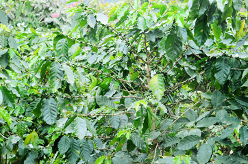 Large coffee tree growing on a farm in Puerto Rico. Puerto Rican coffee farm, green coffee beans on tree. Organic farming in the mountains. 