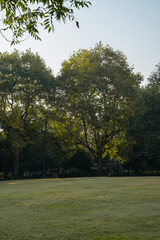 Fototapeta premium The green grass in a park, early autumn days.