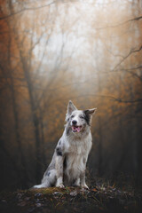 portrait of a border collie dog in autumn