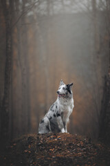 portrait of a border collie dog in autumn
