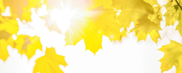 sun rays shine through large yellow leaves, close up, blurry background