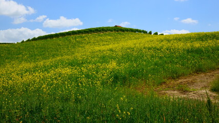 Green field with yellow flowers and blue sky
