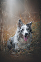 Obraz premium portrait of a border collie dog in autumn