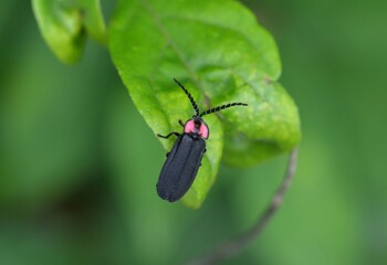 オバボタル