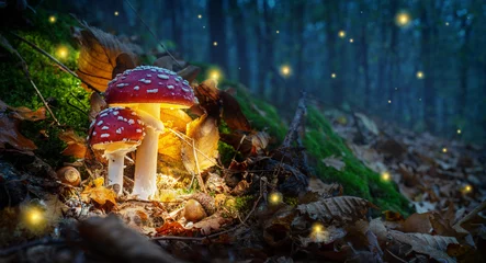  Mystical fly agarics glow in a mysterious dark forest. Fairytale background for Halloween. © volff