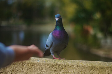 pombo