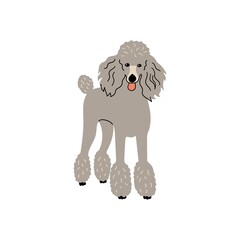 Vector cute poople dog. Doodle illustration isolated on white background