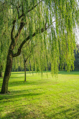 Fototapeta na wymiar Weeping willows and grass in a park.