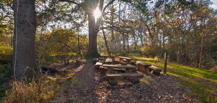 the "green classroom" with natural wooden benches and tables in a glade in the moorland forest "Bollenhagener Moorwald" (district Wesermarsch, Germany) during a sunny autumn day